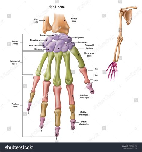 9,016 Carpal Bone Images, Stock Photos & Vectors | Shutterstock