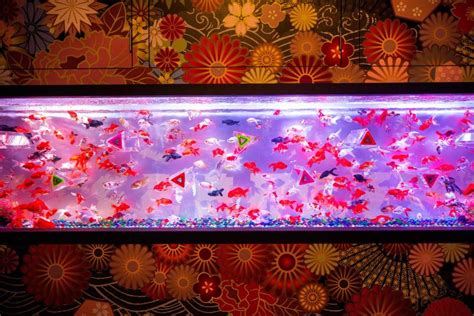 Inside Tokyo's Art Aquarium with 30,000 goldfish | Entertainment-photos ...