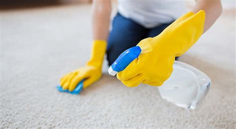 Pet Odor Removal | Country Road Carpet Cleaners