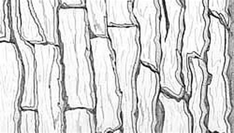 Easy Tree Bark Texture Drawing