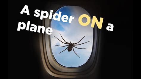 Giant Spider ON a Plane - YouTube