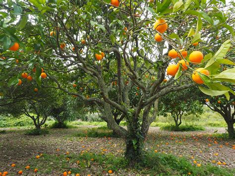 500+ Free Цитрусовое Дерево & Lemon Tree Images - Pixabay