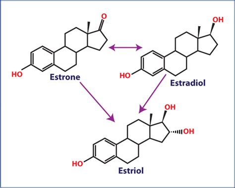 Facts About Estrogen - CareFirst Specialty Pharmacy's Blog