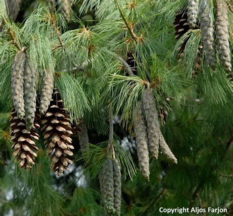 Conifer Plant | www.imgkid.com - The Image Kid Has It!