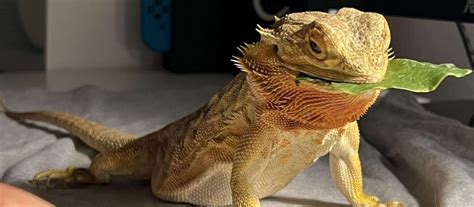 What You Should Know About Bearded Dragon Collard Greens - WildCreaturey