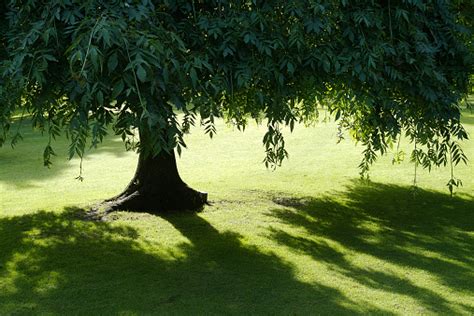 Tree Shade Pictures | Download Free Images on Unsplash