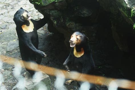 People think this sun bear is actually a human in a costume — zoo ...