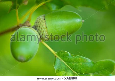 acorns of Sessile Oak Stock Photo - Alamy