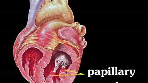 papillary muscles - YouTube