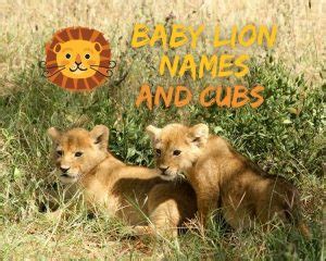 30+ Best And Cute Baby Lion Names (And Cubs) - PetPress