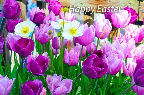 Happy Easter Tulips Free Stock Photo - Public Domain Pictures