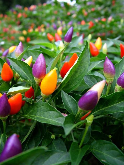 How to Grow Ornamental Peppers