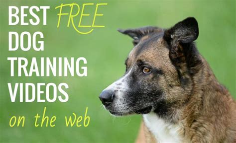 The 5 Best Free Online Dog Training Courses to Teach Your Pup New Tricks | The Better Parent