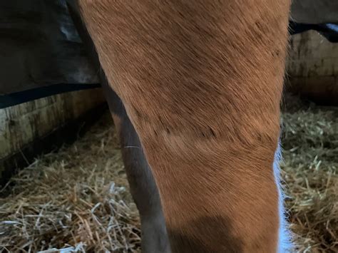 Gelding recovers from degloving injury | Cornell University College of Veterinary Medicine