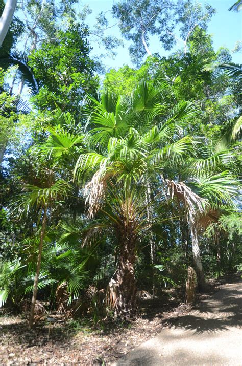 Livistona australis”Cabbage Palm” - Paten Park Native Nursery