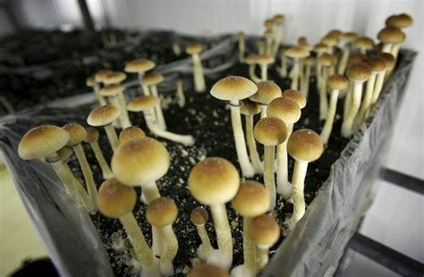 Ann Arbor decriminalizes magic mushrooms, psychedelic plants | AP News