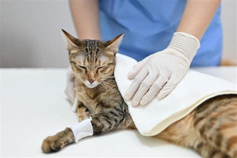 Premium Photo | An injured and sick cat is being checked up by a ...