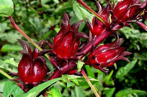 Rosellas - edibles for your garden | PLANTS WHITSUNDAY