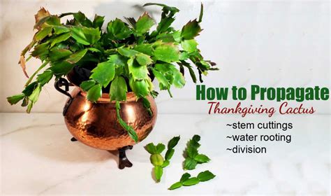 Thanksgiving Cactus Propagation - Multiply Your Plant Three Ways