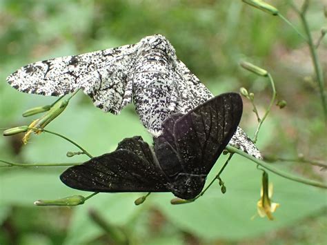 Evoluzione in azione: il caso di Biston betularia | Pikaia