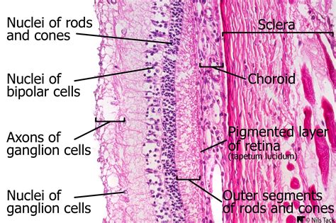 Histology of the Retina in Mammals