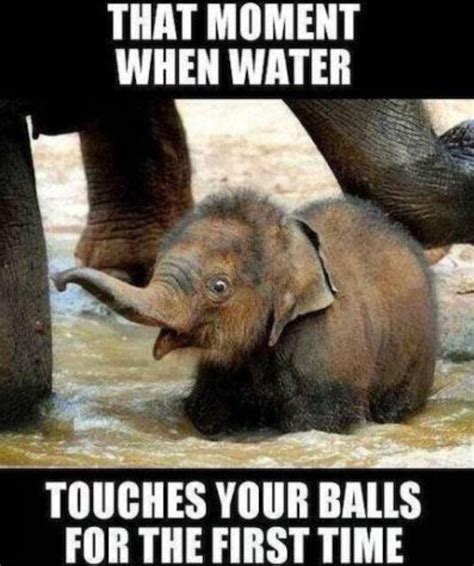 Funny Animal Memes, Funny Animals, Cute Animals, Funny Memes, Animal Logic, Top Memes, Elephant ...