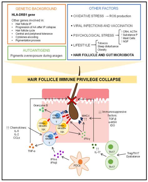 Genes | Free Full-Text | How Our Microbiome Influences the Pathogenesis of Alopecia Areata