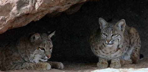 Animals & Wild Life: Arizona Wild Cats 2