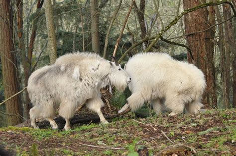 Fighting Mountain Goats | Flickr - Photo Sharing!