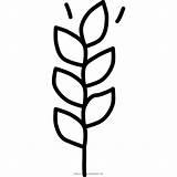 Wheat Coloring Page  Ultra Coloring Pages sketch template