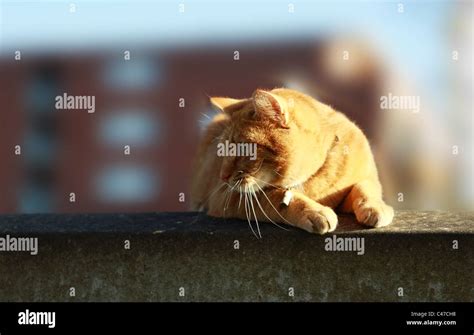 red-haired cat close up Stock Photo - Alamy