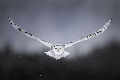 White Snow Owl Flying Wallpaper,HD Birds Wallpapers,4k Wallpapers ...