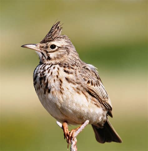 crested lark | Oiseaux