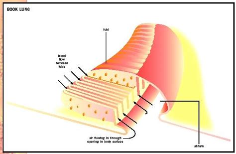 Gas Exchange - Biology Encyclopedia - cells, body, process, animal, system, organs, blood, cycle ...