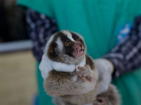 27 endangered slow lorises have been rescued from traffickers and they ...