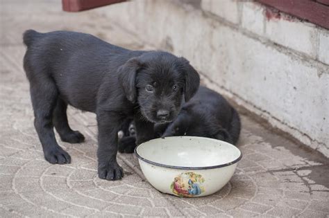 Premium Photo | Standard schnauzer puppies