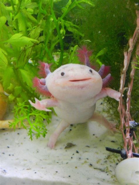 My axolotl Hephaestion | 動物・ペット, ふぐ かわいい, かわいい動物の赤ちゃん