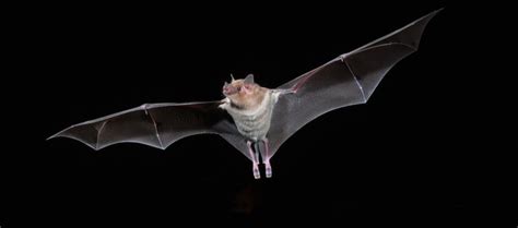 Nectar Feeding Bats! – Foothills Clusters Wildlife