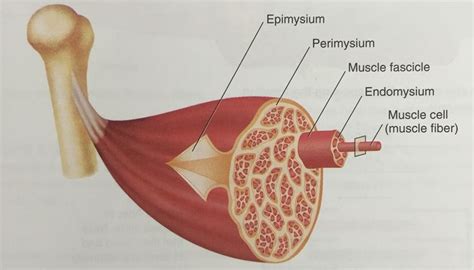 Muscle _ fascicle _ muscle fibres : surrounded by connective tissue | Salud