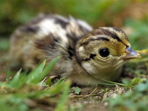 Ringneck Pheasant (Chicks) - Pepper Ponderosa