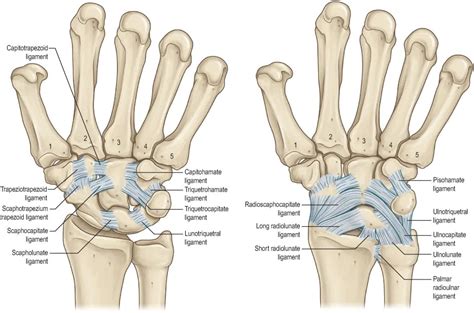 Wrist - Sports Medicine Review