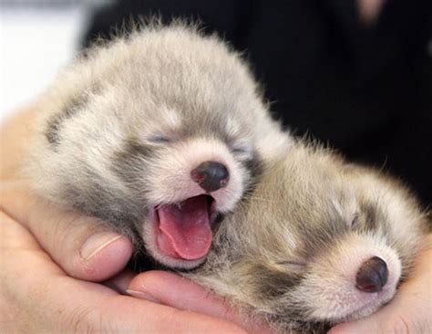 27 Of The Cutest Baby Animal Photos You Will Ever See