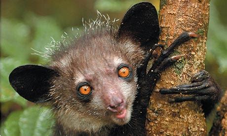 aye aye : tout sur ce petit animal de Madagascar