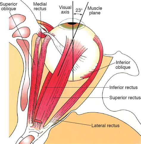 Lateral Rectus Muscle