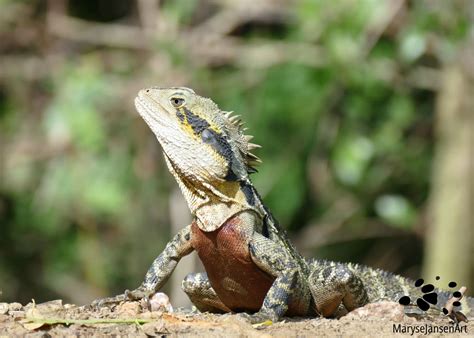 The Eastern Water Dragon – a Unique and Fascinating Reptile