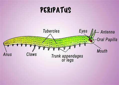 Peripatus belongs to(a)Arachnida(b)Insecta(c)Crustacea(d)Onychophora