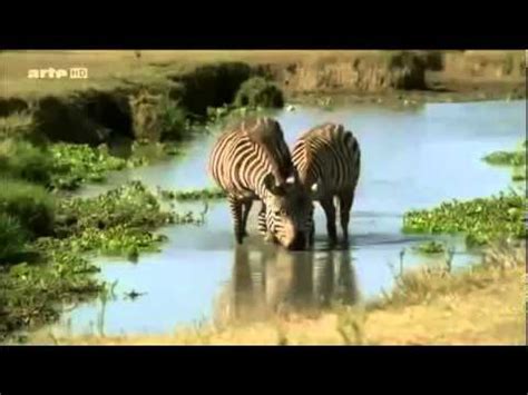 la savane africaine documentaire animaux sauvages film en entier HD les lions et les gnous mp4 ...