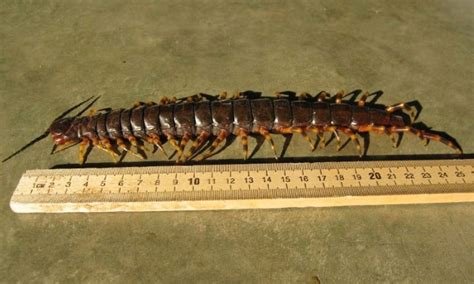 peru_longest_centipede_scolopendra_gigantea | How to Peru