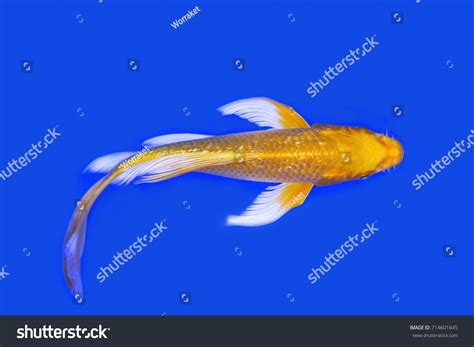 Butterfly Koi Pond Images: Browse 976 Stock Photos & Vectors Free Download with Trial | Shutterstock