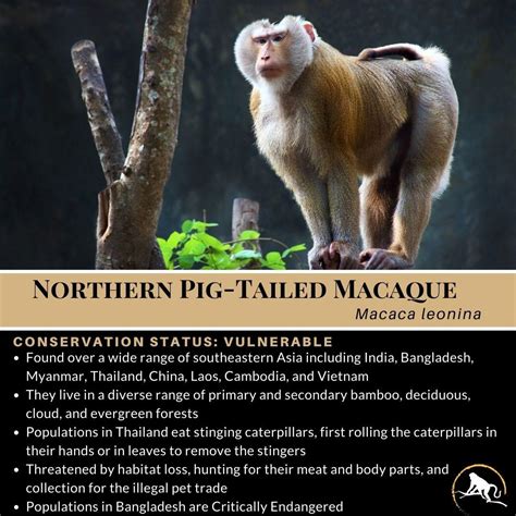 Northern Pig-Tailed Macaque, Macaca leonina